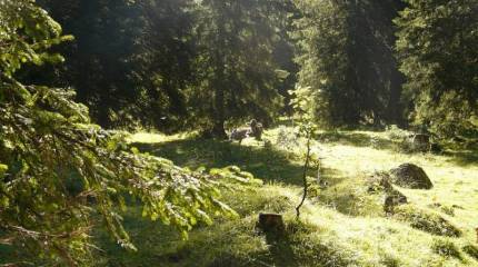 Сокровища русского леса