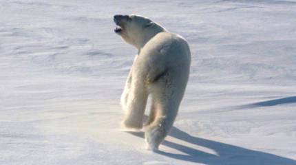 Подразделения ВДВ впервые десантировались на заполярных архипелагах