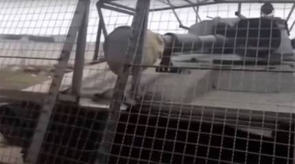 Оборудованная противодроновыми сетками, закрывающими даже саму пушку, САУ «Гвоздика» ВСУ попала в кадр