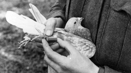 Голуби на войне