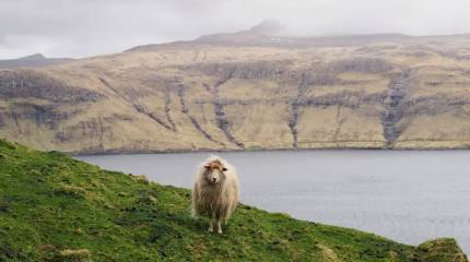 ЕС, Фареры и русский берег – санкции отдельно, рыба отдельно
