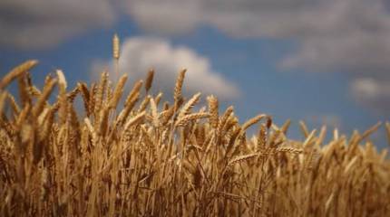 Минсельхоз РФ подготовил документ о временном запрете экспорта зерновых на фоне 10-летнего антирекорда их запасов в мире