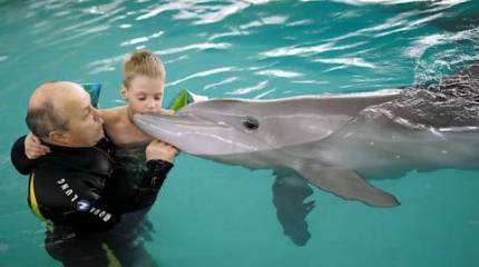 What are dolphins silent