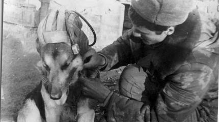 Голь на выдумку хитра.