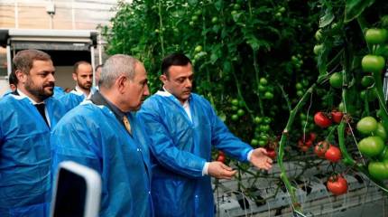 Армянские помидоры и рыба не нужны Европе, обещания Пашиняна оказались ложью