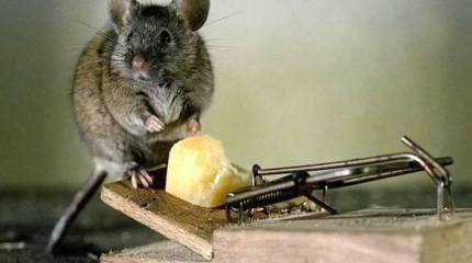 Концепция общественной безопасности России определяет главные угрозы