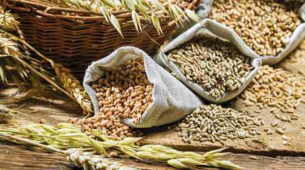 Резкий рост мировых цен на зерно эксперты связывают с прекращением действия зерновой сделки