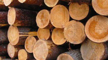 Нарочно не придумаешь: на Украине прошёл конкурс вальщиков леса в поддержку "АТО"