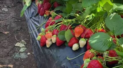 Польша призывает Евросоюз запретить ввоз украинской клубники и малины