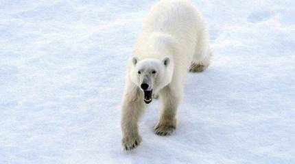 Выжить рядом с белым медведем — Инструкция российских военных в Арктике