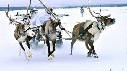 Олени на учениях Арктической бригады