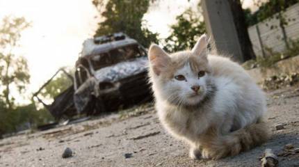 Сообщение от жительницы Донецка: Донецк сегодня