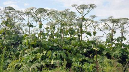 «Месть Сталина» спасёт Россию