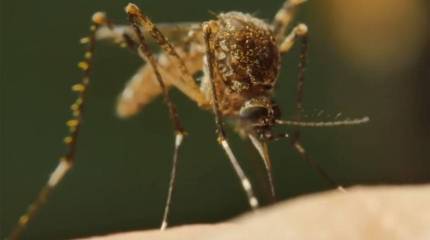 Оружие непрямого летального воздействия: "сельхозпрограмма" DARPA по использованию насекомых