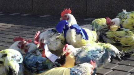 В Одессе на «митинг» против УПА вышли раскрашенные петухи