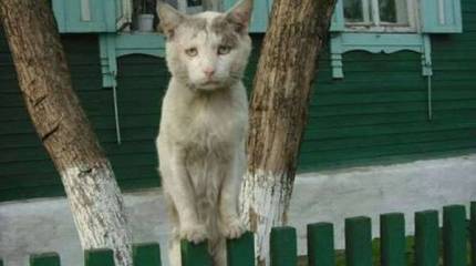 Итоги опроса "Левада-центра": "Россияне одиноки, агрессивны, обидчивы и доверяют только белорусам"