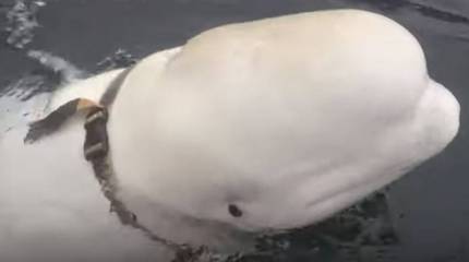 Обнаруженную в Норвегии белуху "заподозрили" в работе на ВМФ РФ