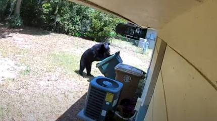 Медведи на улицах: природа ликует во время пандемии