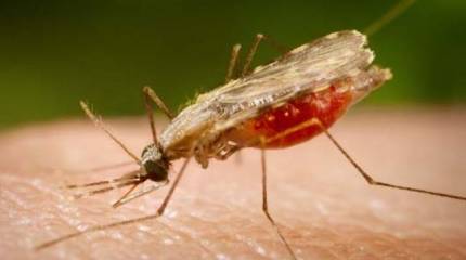 Генный драйв убъёт целые виды: комаров, грызунов и ... далее по списку