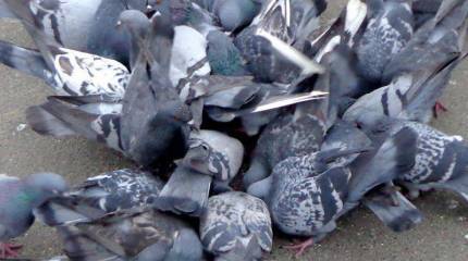 Голубиная евростая. Пора думать головой