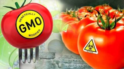 Ведущий генетик России разнес лоббистов ГМО