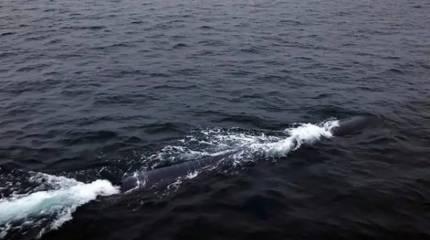 «Преувеличение и фабрикация»: власти Южной Кореи отрицают появление на вооружении КНДР ядерного подводного беспилотника