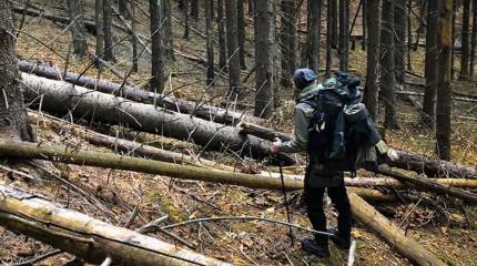 Белоруссия стала самым популярным направлением для побега мужчин с Украины