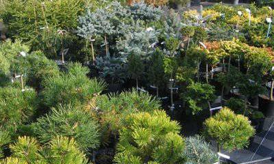 Декоративные растения на службе вашего здоровья