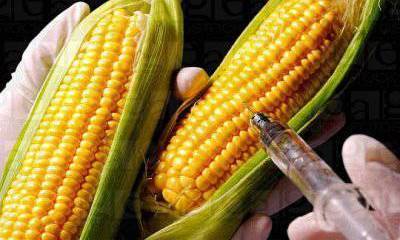 Генетическая война на продовольственном фронте – это всего лишь миф?