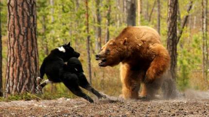 Безумный марш на Россию (Arbejderen, Дания)