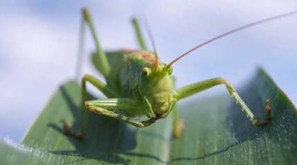 Ученые опасаются, что программа Пентагона «Насекомые-союзники» может быть использована в качестве биологического оружия