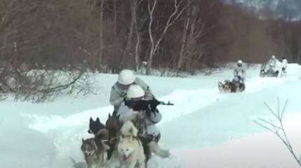 Морпехи ТОФ отработали навыки езды на собачьих упряжках