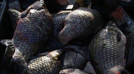 Крупное латвийское рыбоперерабатывающее предприятие закрывается в связи с запретом на экспорт в РФ