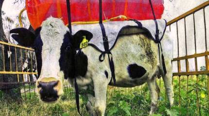 Скидка на газ, или Эпоха кизяка