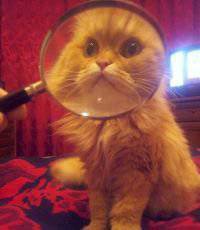 Беженцы и военные: от «нэньки» к «агрессору»