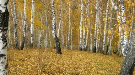 Заблудились в берёзках. Как в Минприроды считают наши несметные богатства