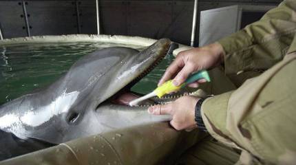 Источник: на Черноморском флоте проведено первое учение с дельфинами