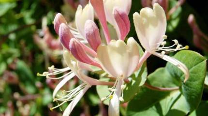 Цвета и символика «цветных революций»