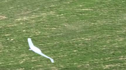 Показана работа системы уклонения от FPV-перехватчиков на разведывательном БПЛА «Альбатрос М5»