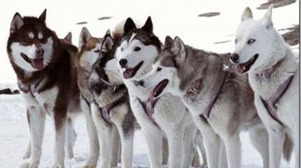 Курсантов-дальневосточников обучают обращению с собачьими упряжками