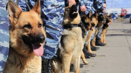День кинолога. Как в российской полиции появились служебные собаки
