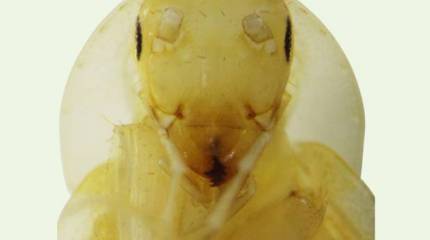 Записки Колорадского Таракана. Собака друг человека только до того момента, пока человек её хозяин