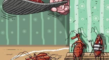 Записки Колорадского Таракана. Тапки надо бойкотировать, но по-хитрому!