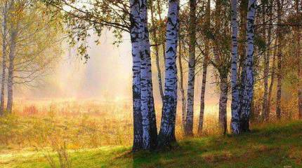 На Украине предложили избавляться от берёз, воспринимаемых в качестве символа России