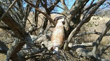 В Крыму обнаружили немецкую авиабомбу времён ВОВ, висевшую на дереве