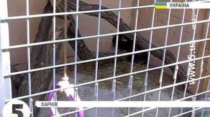 Харьковская милиция тренирует енотов-сапёров