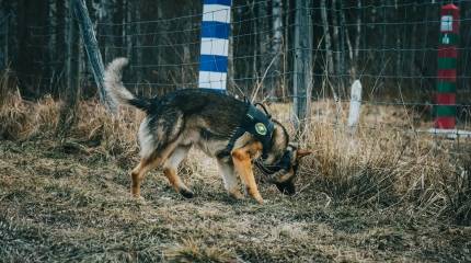 Финляндии не хватает финансов, чтобы достроить забор на границе с Россией