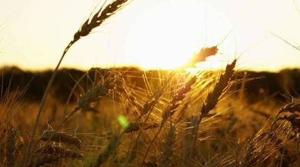 Пшеничные войны: Америка проигрывает России (Bloomberg Businessweek, США)