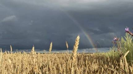«За выполнение всех условий сделки»: китайские дипломаты конкретизировали позицию Пекина по зерновому соглашению
