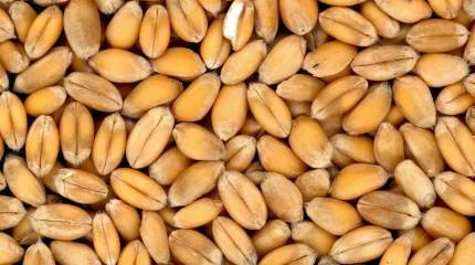 Польский чиновник: вступление Украины в Евросоюз навредит сельскому хозяйству всей Европы